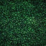 Zöld levelek prémium háttér tükör és selfie gépekhez