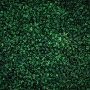 Zöld levelek prémium háttér tükör és selfie gépekhez