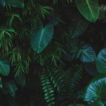 Dzsungel álom prémium háttere tükör és selfie géphez