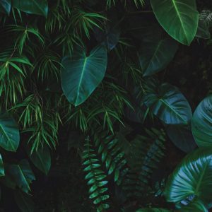 Dzsungel álom prémium háttere tükör és selfie géphez